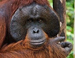 ���������� ��������� (Pongo pygmaeus) � ��������. ������ ����, ������, ��������� 