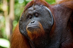 ���������� ��������� (Pongo pygmaeus) � ��������. ������ ����, ������, ��������� 