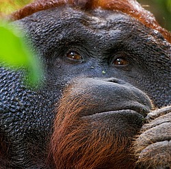 ���������� ��������� (Pongo pygmaeus) � ��������. ������ ����, ������, ��������� 