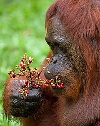 ���������� ��������� (Pongo pygmaeus) � ��������. ������ ����, ������, ��������� 