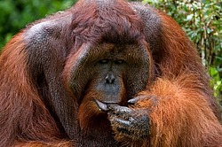 ���������� ��������� (Pongo pygmaeus) � ��������. ������ ����, ������, ��������� 