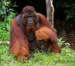 ���������� ��������� (Pongo pygmaeus) � ��������. ������ ����, ������, ��������� 