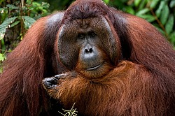 ���������� ��������� (Pongo pygmaeus) � ��������. ������ ����, ������, ��������� 