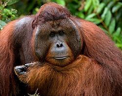 ���������� ��������� (Pongo pygmaeus) � ��������. ������ ����, ������, ��������� 