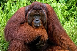 ���������� ��������� (Pongo pygmaeus) � ��������. ������ ����, ������, ��������� 