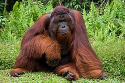 ���������� ��������� (Pongo pygmaeus) � ��������. ������ ����, ������, ��������� 