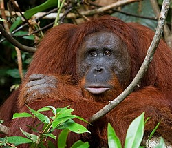 ���������� ��������� (Pongo pygmaeus) � ��������. ������ ����, ������, ��������� 