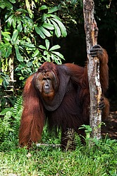 ���������� ��������� (Pongo pygmaeus) � ��������. ������ ����, ������, ��������� 