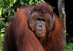 ���������� ��������� (Pongo pygmaeus) � ��������. ������ ����, ������, ��������� 