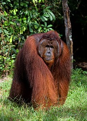 ���������� ��������� (Pongo pygmaeus) � ��������. ������ ����, ������, ��������� 