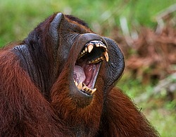 ���������� ��������� (Pongo pygmaeus) � ��������. ������ ����, ������, ��������� 