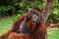 ���������� ��������� (Pongo pygmaeus) � ��������. ������ ����, ������, ��������� 