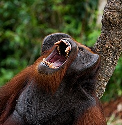 ���������� ��������� (Pongo pygmaeus) � ��������. ������ ����, ������, ��������� 