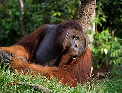 ���������� ��������� (Pongo pygmaeus) � ��������. ������ ����, ������, ��������� 