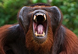 ���������� ��������� (Pongo pygmaeus) � ��������. ������ ����, ������, ��������� 