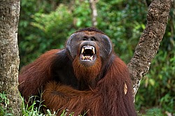 ���������� ��������� (Pongo pygmaeus) � ��������. ������ ����, ������, ��������� 