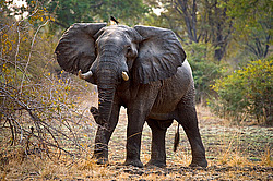 �������� ���� (Loxodonta africana) ������������ ���� �������� �������