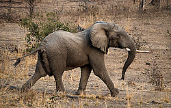 �������� ���� (Loxodonta africana) ������������ ���� �������� �������