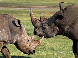 ����� ������� (Ceratotherium simum) ������������ ���� ������, �����