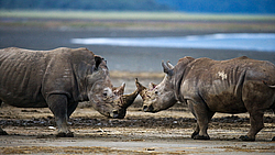 ����� ������� (Ceratotherium simum) ����� ����� ������, ������������ ���� ������, �����