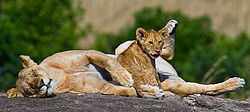 ��� (Panthera leo) ������ � �������. ������������ ���� ����� ����, �����