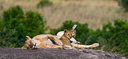 ��� (Panthera leo) ������ � �������. ������������ ���� ����� ����, �����