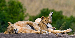 ��� (Panthera leo) ������ � �������. ������������ ���� ����� ����, �����