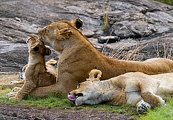 ��� (Panthera leo) ������� �����, ������������ ���� ����� ����, �����