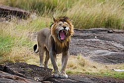 ��� (Panthera leo) � �������, ������������ ���� ����� ����, �����