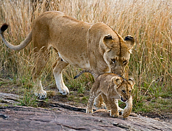 ��� (Panthera leo) ������ � �������. ������������ ���� ����� ����, �����