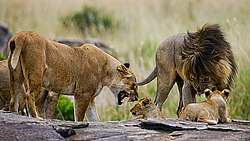 ��� (Panthera leo) ������� �����, ������������ ���� ����� ����, �����