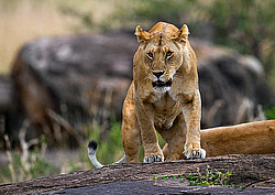 ��� (Panthera leo) ������� �����, ������������ ���� ����� ����, �����