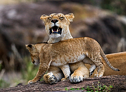 ��� (Panthera leo) ������ � �������. ������������ ���� ����� ����, �����