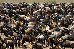 ������� ��� (Connochaetes taurinus) ��������, ������������ ���� ����� ����, �����