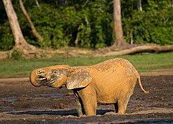 ������ ���� (Loxodonta cyclotis) ������������ ���� ������ �����, ���