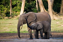 ������ ���� (Loxodonta cyclotis) ������������ ���� ������ �����, ���