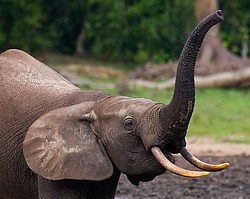 ������ ���� (Loxodonta cyclotis) ������������ ���� ������ �����, ���