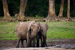 ������ ���� (Loxodonta cyclotis) ������������ ���� ������ �����, ���