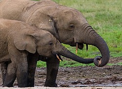 ������ ���� (Loxodonta cyclotis) ������������ ���� ������ �����, ���