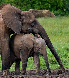 ������ ���� (Loxodonta cyclotis) ������������ ���� ������ �����, ���