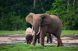 ������ ���� (Loxodonta cyclotis) ������������ ���� ������ �����, ���