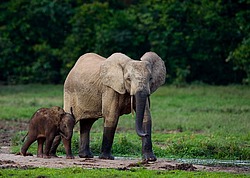 ������ ���� (Loxodonta cyclotis) ������������ ���� ������ �����, ���