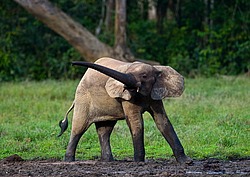 ������ ���� (Loxodonta cyclotis) ������������ ���� ������ �����, ���