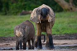 ������ ���� (Loxodonta cyclotis) ������������ ���� ������ �����, ���
