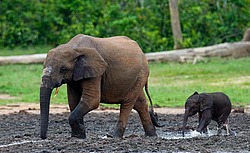 ������ ���� (Loxodonta cyclotis) ������������ ���� ������ �����, ���