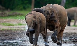 ������ ���� (Loxodonta cyclotis) ������������ ���� ������ �����, ���