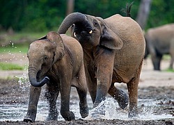 ������ ���� (Loxodonta cyclotis) ������������ ���� ������ �����, ���