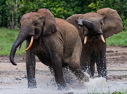 ������ ���� (Loxodonta cyclotis) ������������ ���� ������ �����, ���