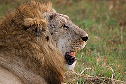 ��� (Panthera leo) ������������ ���� 