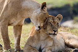 ��� (Panthera leo) ������������ ���� 